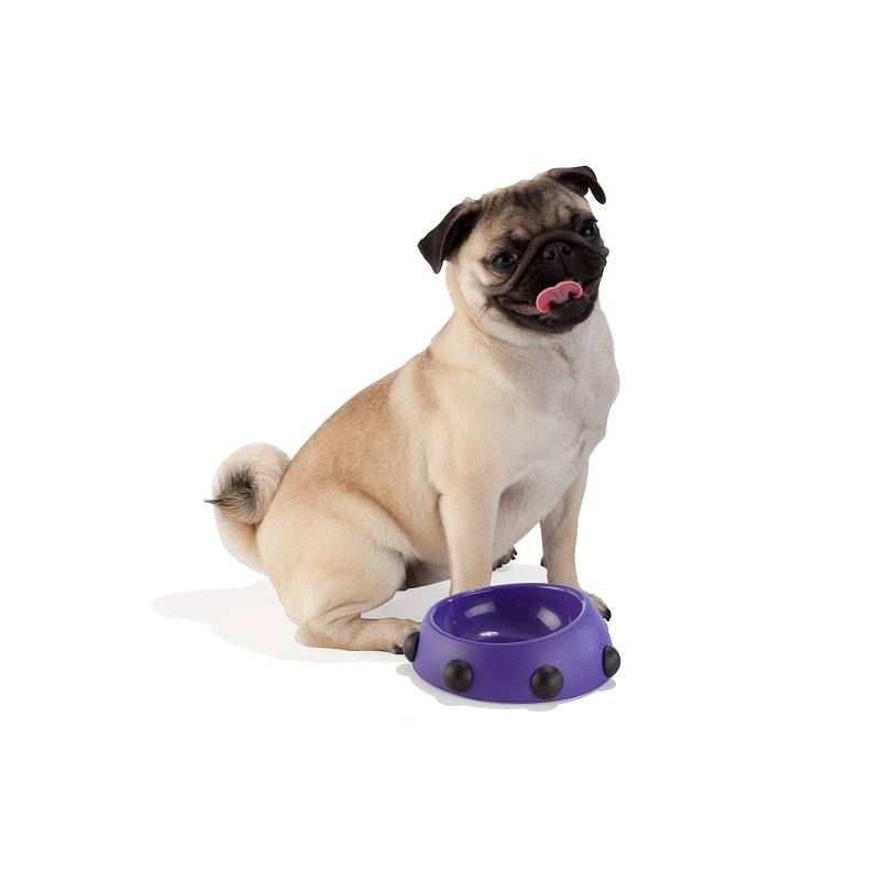食べ易い角度のついたデザイン ユナイテッドペッツ ボスボウル ナノ 全4色【犬/猫/フードボウル/おしゃれ】