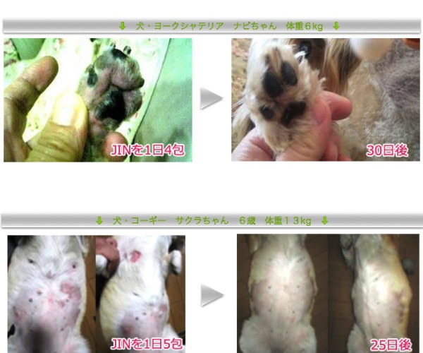 ペット用 動物用乳酸菌食品 JIN ジン 1箱30包入 粉末 EF-2001 【犬/猫/ペット/乳酸菌/サプリ/サプリメント/免疫】