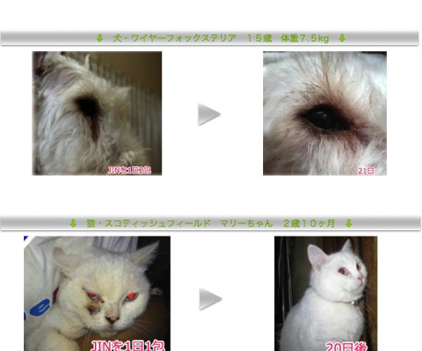 ペット用 動物用乳酸菌食品 JIN ジン 1箱30包入 粉末 EF-2001 【犬/猫/ペット/乳酸菌/サプリ/サプリメント/免疫】