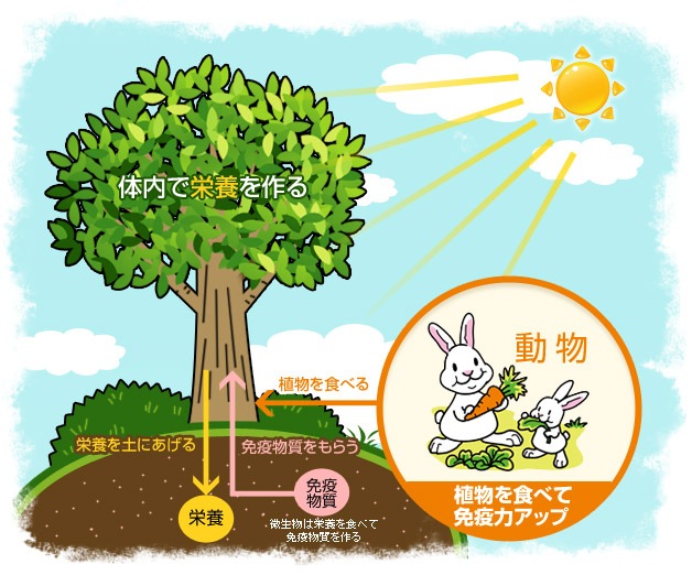 仔犬にやさしいドッグフード Drs. Choice ドクターズチョイス ドッグフード パピー 子犬用 ラム&玄米 小粒 6kg 【犬/子犬/ふやかし】