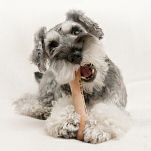 梨の木タイプ 犬用 おもちゃ Chew for more trees 梨 S 15cm 中型~小型犬 【犬/おもちゃ/木/噛む】