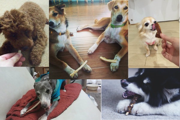 立派なサメ軟骨の姿おやつ BOKBOK ボクボク ジャイアント サメ軟骨 Sサイズ 【犬/おやつ/魚/関節/皮膚】
