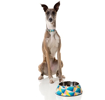 おしゃれな二層食器 FuzzYard フードボウル サウスビーチ Sサイズ 食器【犬/食器/おしゃれ/滑り止め】