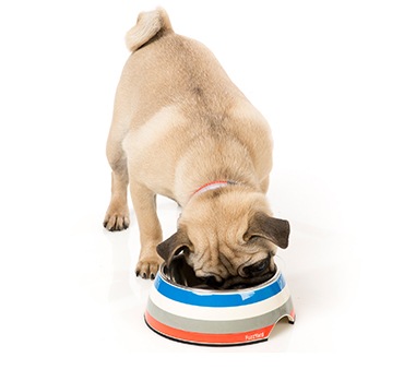 おしゃれな二層食器 FuzzYard フードボウル フレンチ Mサイズ 食器【犬/食器/おしゃれ/滑り止め】