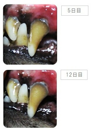 【送料無料】【メール便対応可】100%天然成分で綺麗な歯 ペット用口腔ケア プラークアタックエクストラ ジェルタイプ Sサイズ 118ml 【犬/猫/歯/ジェル/歯磨き】