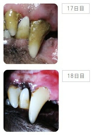 【メール便対応可】100%天然成分で綺麗な歯 ペット用口腔ケア プラークアタックエクストラ スプレータイプ 29.5m 【犬/猫/歯/歯磨き】