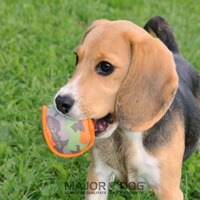 特殊生地で作られた、ワンちゃんが大好きなボール型おもちゃ MAJOR DOG メジャードッグ ボール 【犬/おもちゃ/丈夫/ボール】