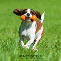 天然ゴムでできたおもちゃ MAJOR DOG メジャードッグ バーベル・ミニ 【犬/おもちゃ/歯磨き/丈夫】