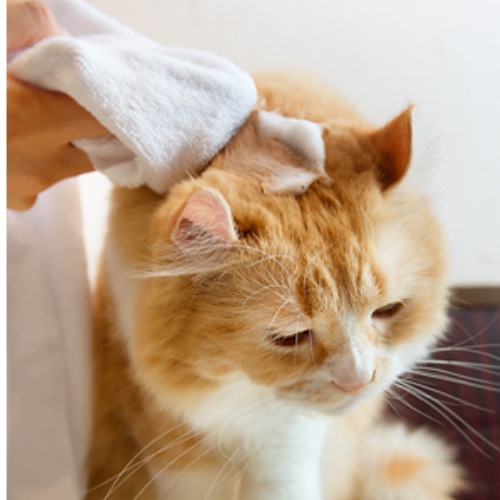 水を使わない猫用シャンプー A.P.D.C. 猫用 プロフェッショナル フォーミング シャンプー エレガンス 180mL 【猫/シャンプー/ドライ】