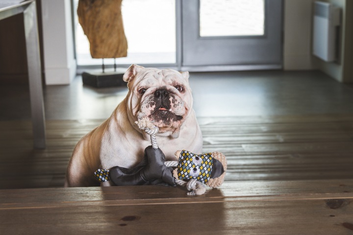 カナダ発の商品 beonebreed ベイビージラフ【ペット/おもちゃ/犬/ぬいぐるみ】