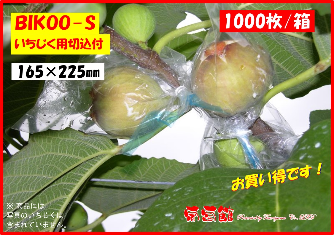 L-pa イチジク いちじく 結実確認済 L-pa様専用 イチジク いちじく 結実確認済