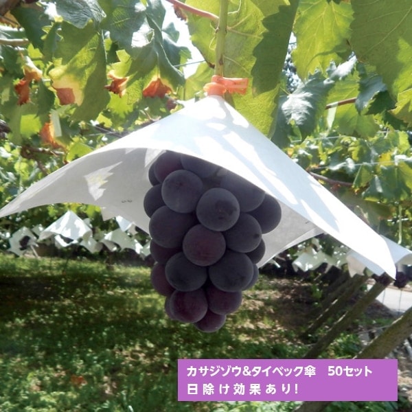 カサジゾウ（バイオレット）×タイベック傘（パンチ穴）50セット