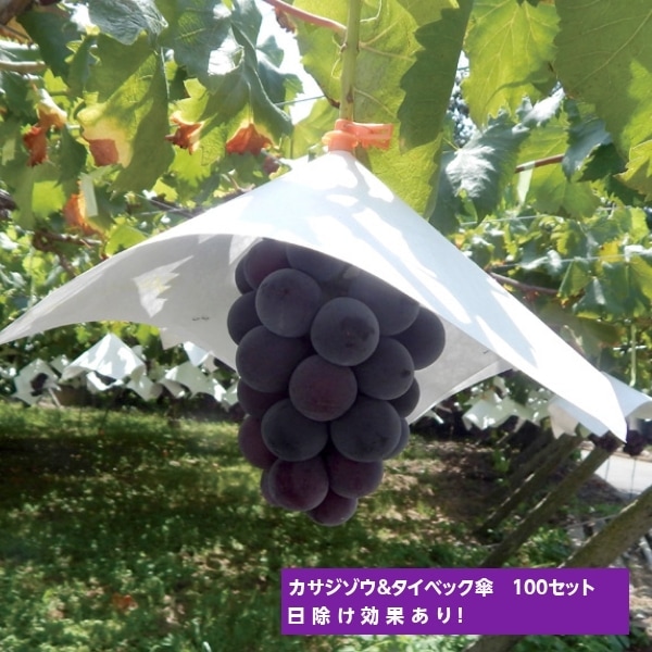 カサジゾウ（バイオレット） ×タイベック傘 （パンチ穴）100セット