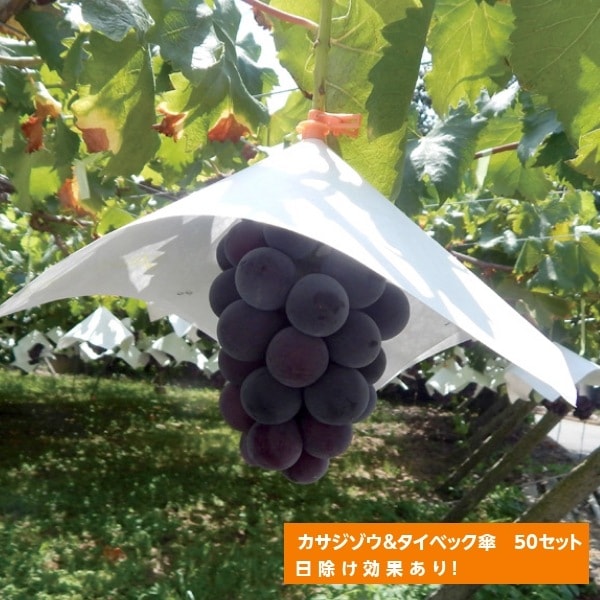 カサジゾウ（オレンジ）×タイベック傘（パンチ穴）50セット