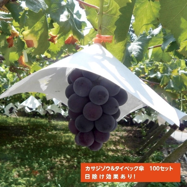 カサジゾウ（オレンジ） ×タイベック傘 （パンチ穴）100セット