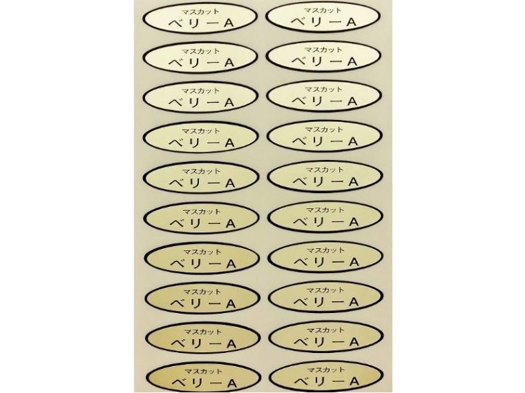 品種金シール　マスカットベリーＡ　49×14mm　楕円形500枚(20枚×25シート)