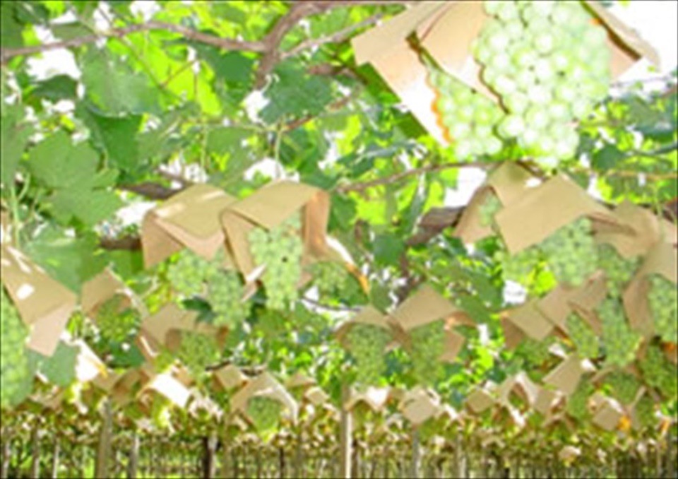 クラフト傘　茶　27×27（柴田屋）　2000枚/箱