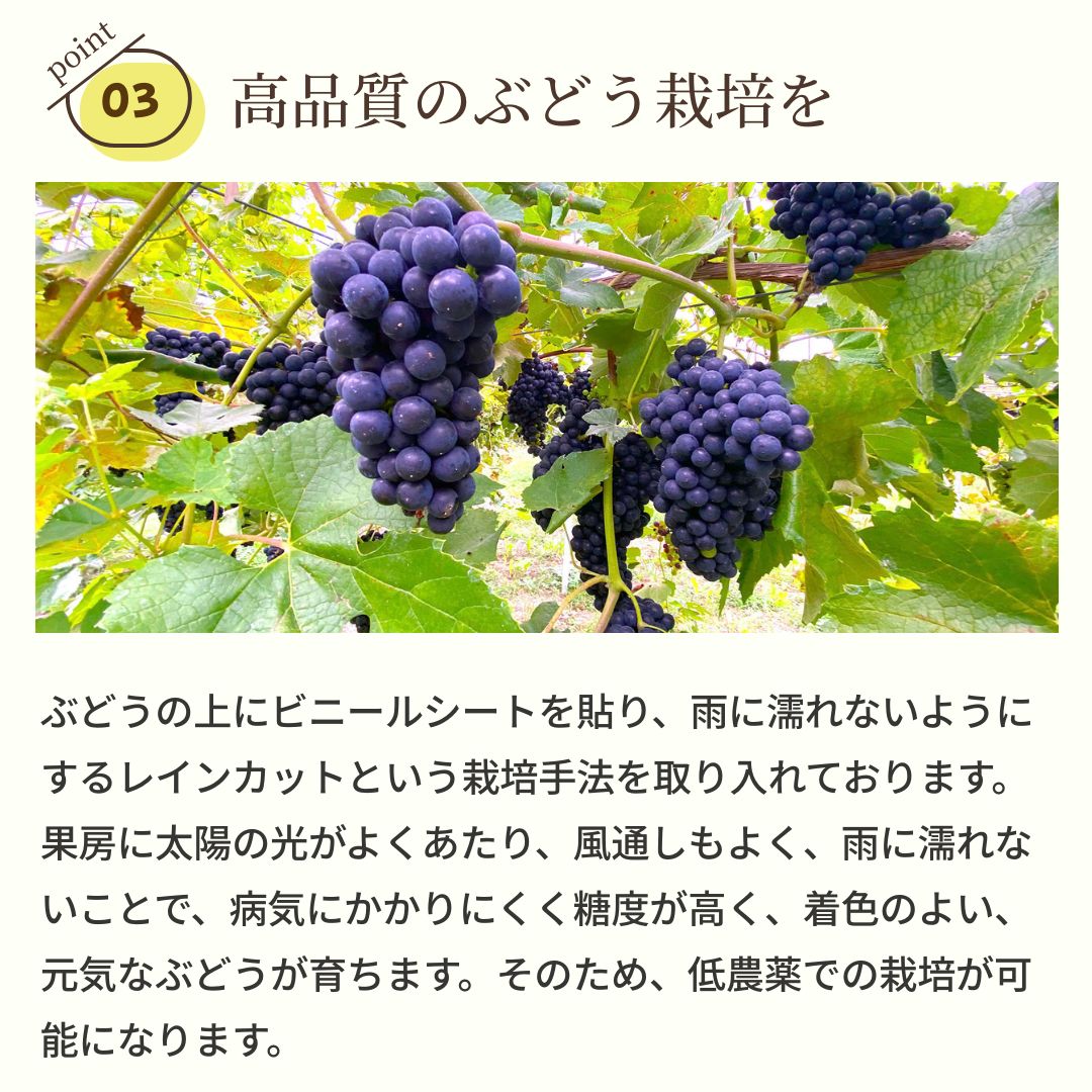 ���ꥸ�ʥ��֥磻��ֹ��͡�2025��