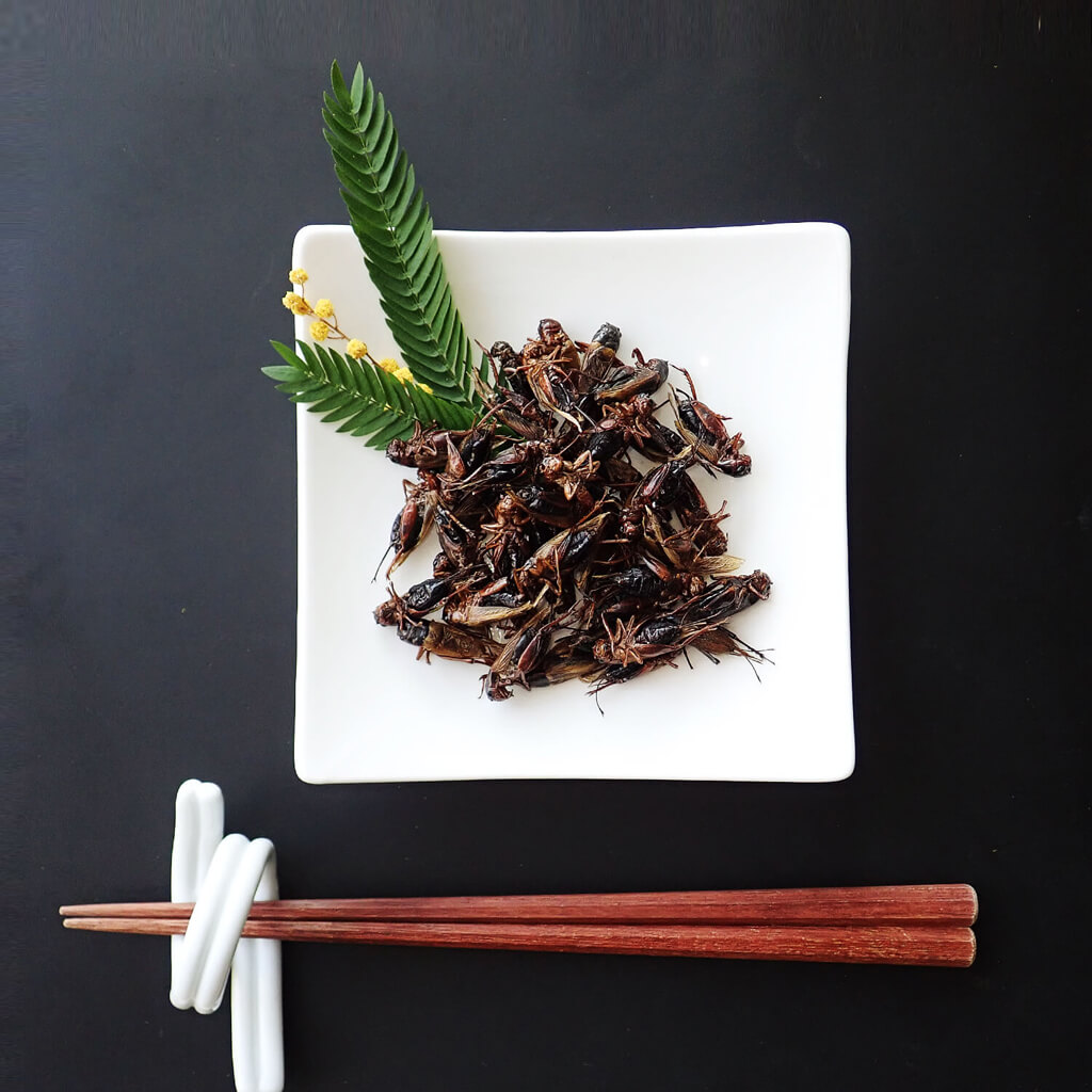 昆虫食 【国産】 ドライクリケット フタホシコオロギ 15g | 昆虫食