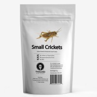Small Crickets(ヨーロッパイエコオロギ)