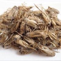 ̳ѡѥꥱå ȥꥹסʻѡˡBBQ̣20gʥ衼åѥ 