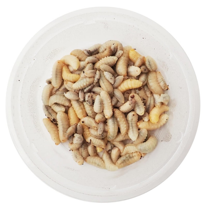 【国産】冷凍 キイロスズメバチ 幼虫 (100g)