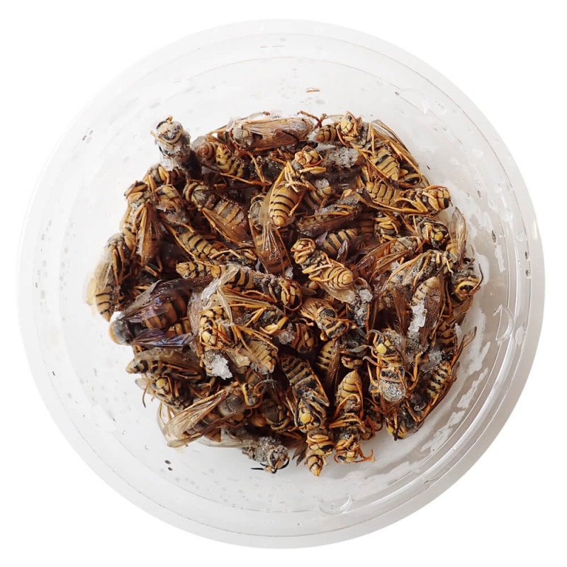 【国産】冷凍 蜂mix 成虫 (100g)