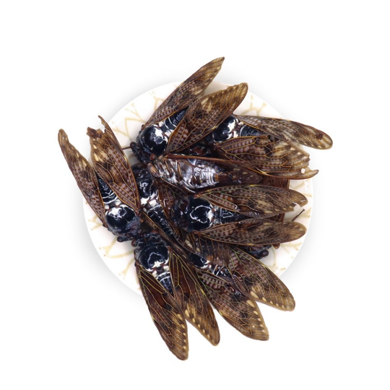 【国産】冷凍 アブラゼミ 成虫 10匹