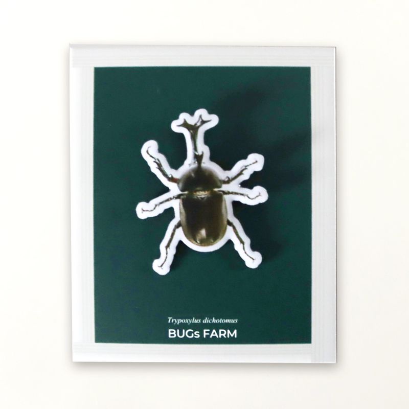 ピンバッジ（pins）　カブトムシ成虫