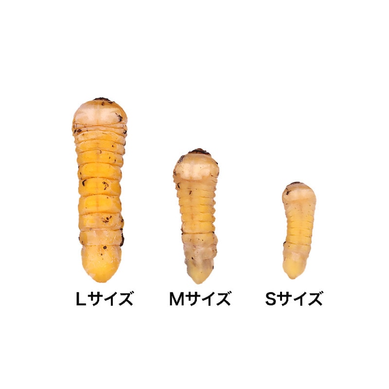 【国産】冷凍 カミキリムシ幼虫 1匹(テッポウムシ)