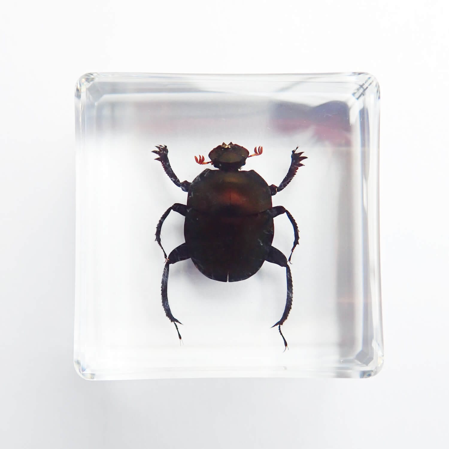 フンコロガシ　標本 昆虫食 樹脂標本 Dung Beetle（糞虫） | 昆虫食(標本)の通販