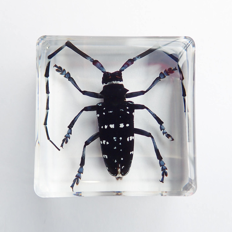 昆虫標本　カミキリムシ 昆虫食 樹脂標本 Anoplophora chinensis（ゴマダラカミキリ
