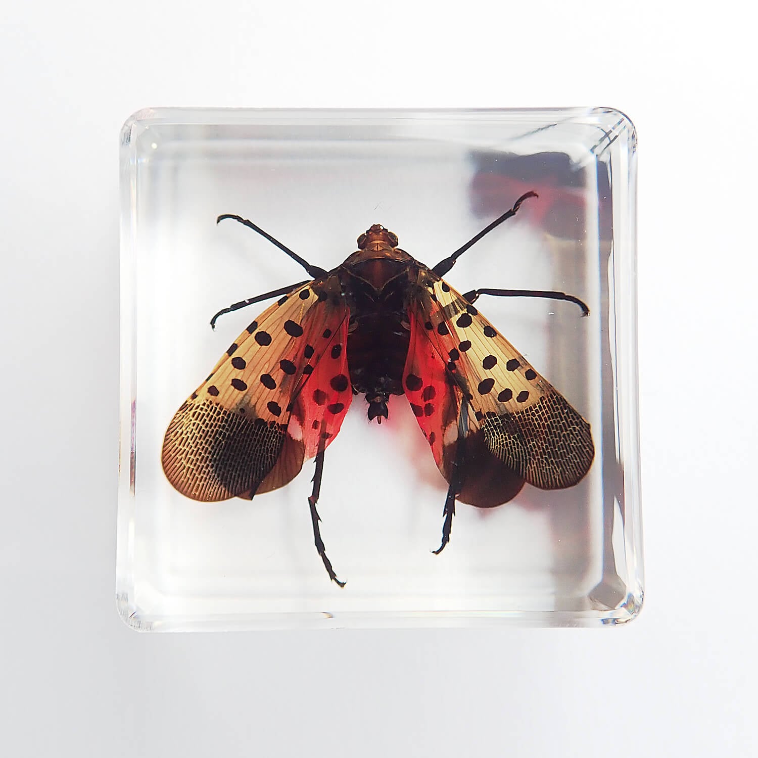����ɸ�� Lycorma delicatula�ʥ����٥˥ϥ������