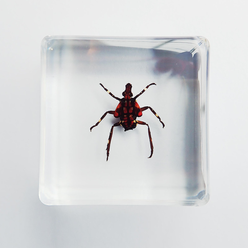 樹脂標本 Nymph of Lycorma delicatula（シタベニハゴロモ幼虫）