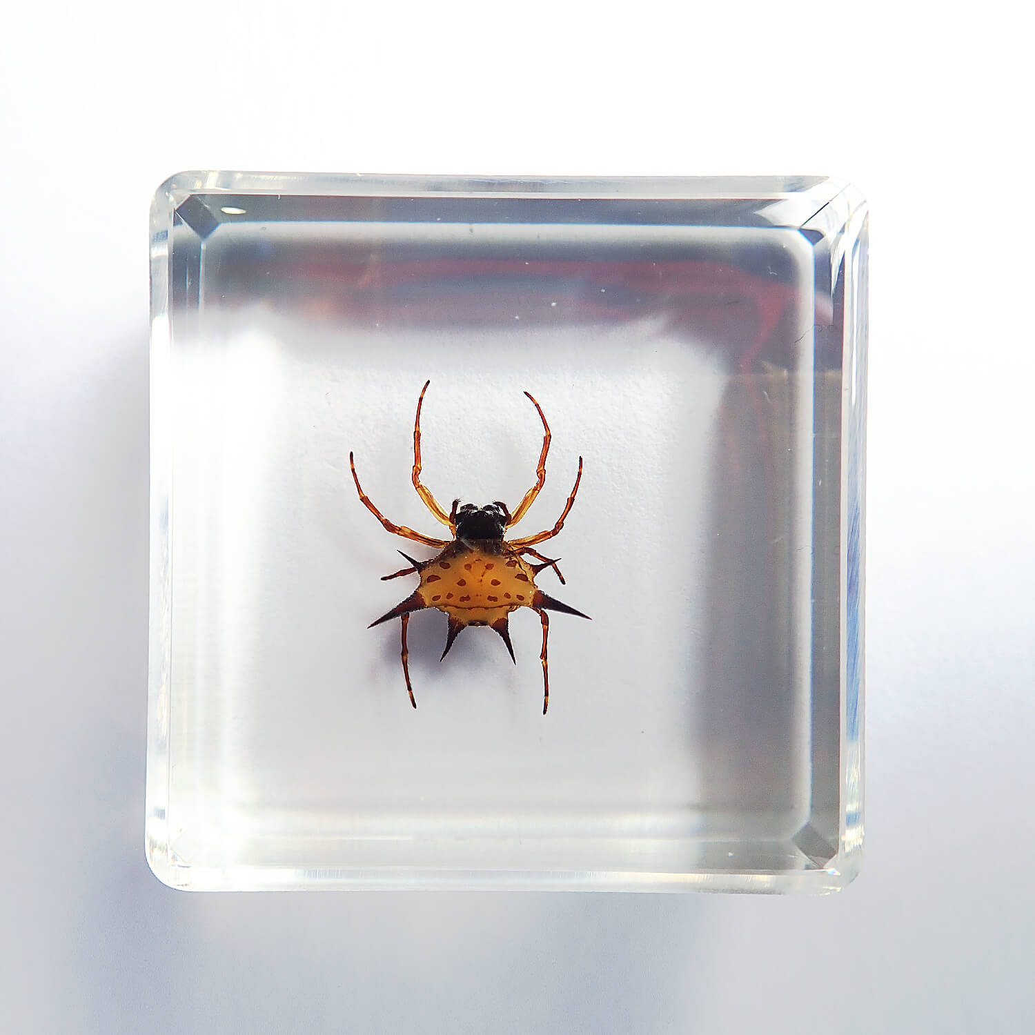昆虫食 樹脂標本 Spiny Spider（トゲグモ） | 昆虫食(標本)の通販 なら