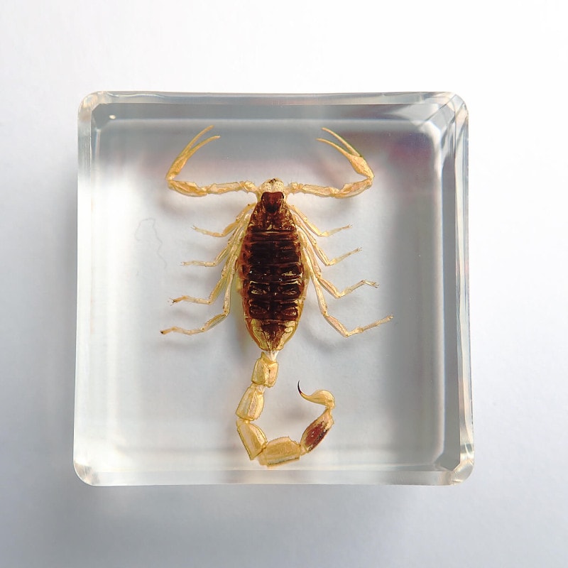 ɸ Golden Scorpionʥޡơ륹ԥ