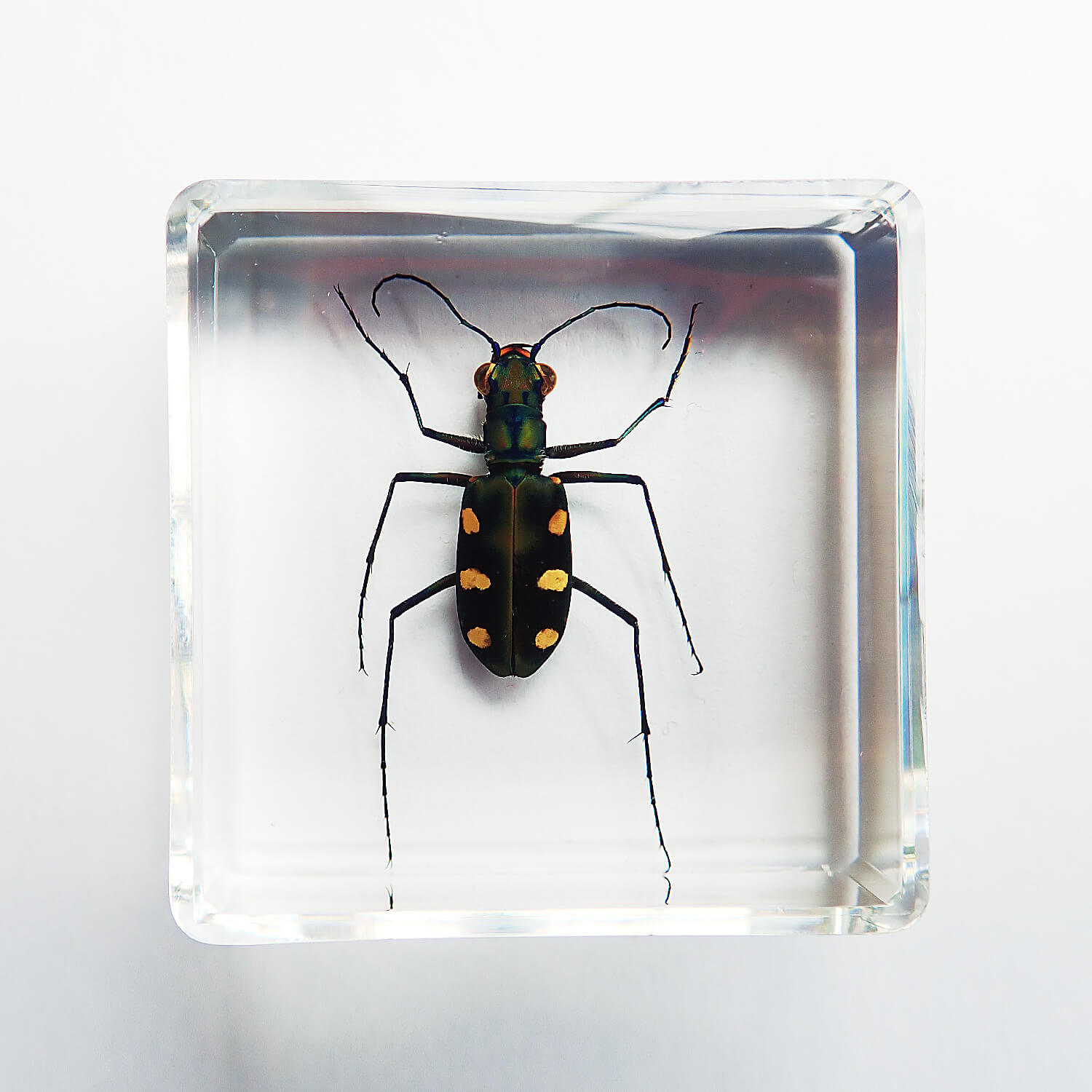 シンガポール製の虫の標本 シンガポール製の虫の標本 - メルカリ