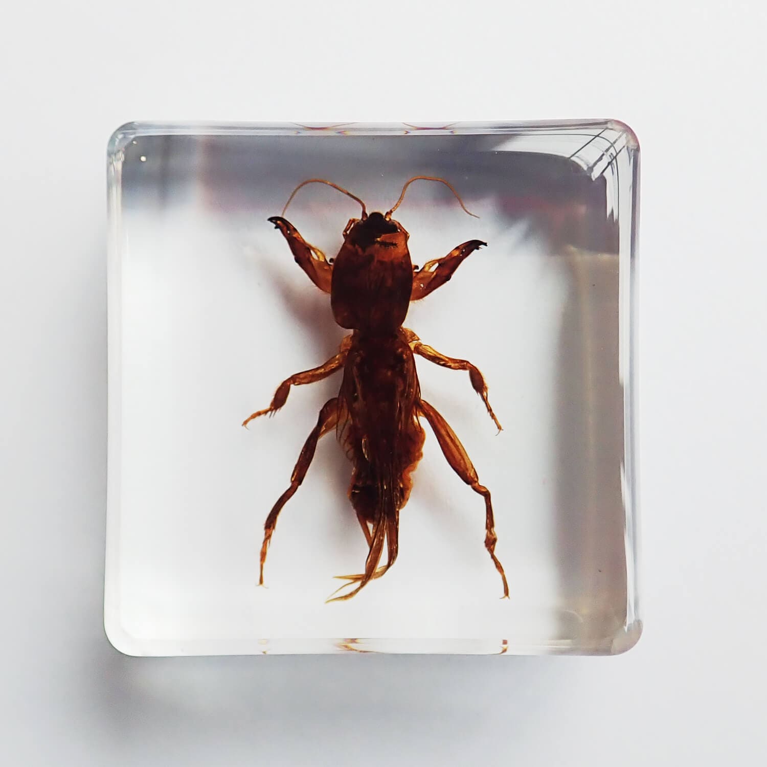 昆虫食 樹脂標本 Mole Cricket（オケラ） | 昆虫食(標本)の通販 なら