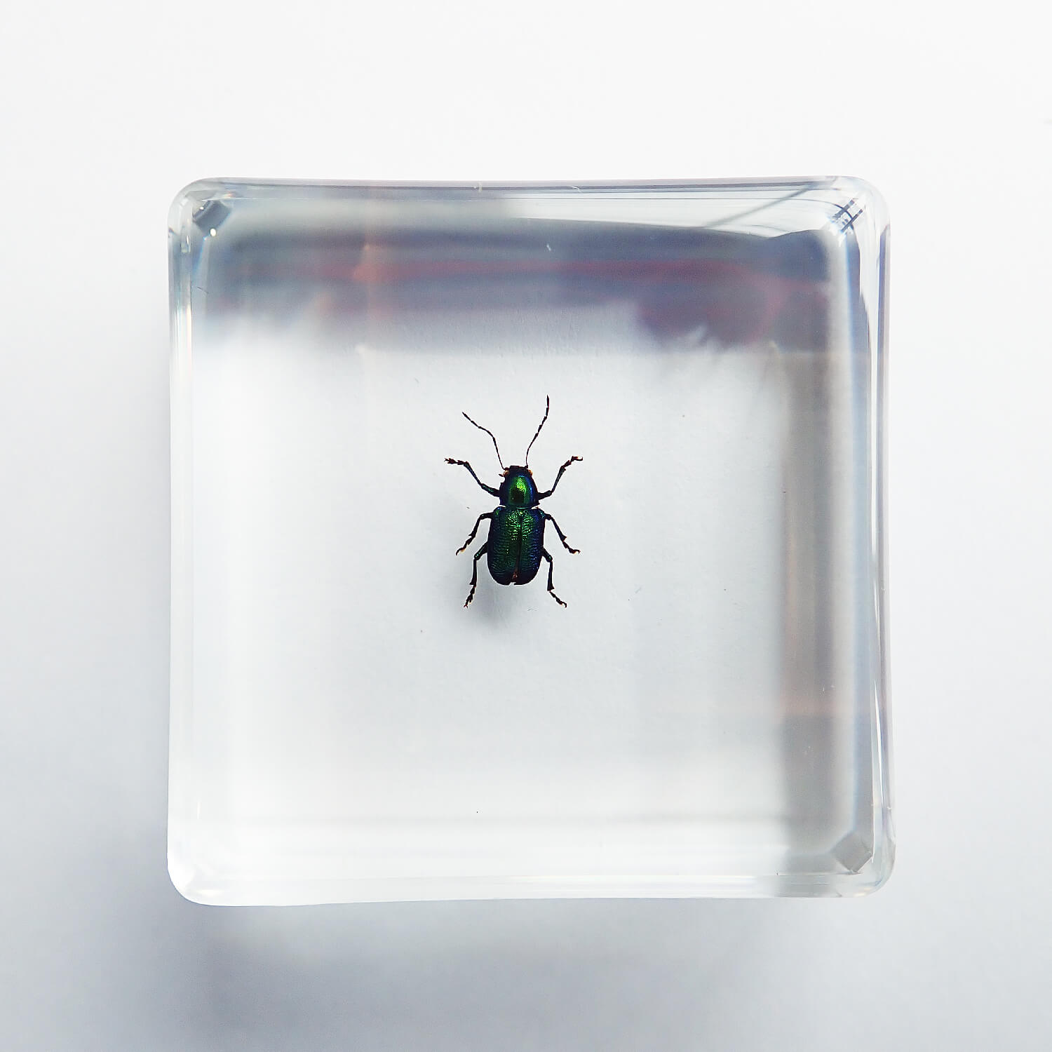 ����ɸ�� Green Shining Beetle�ʥϥॷ��