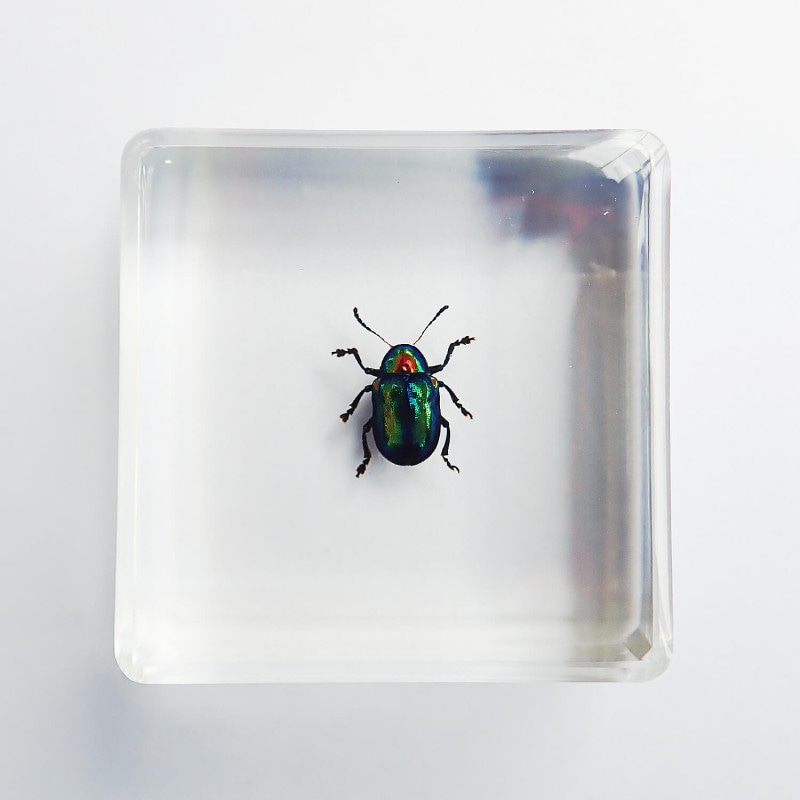 ɸ Platycorynus parryiBalyʥϥॷ