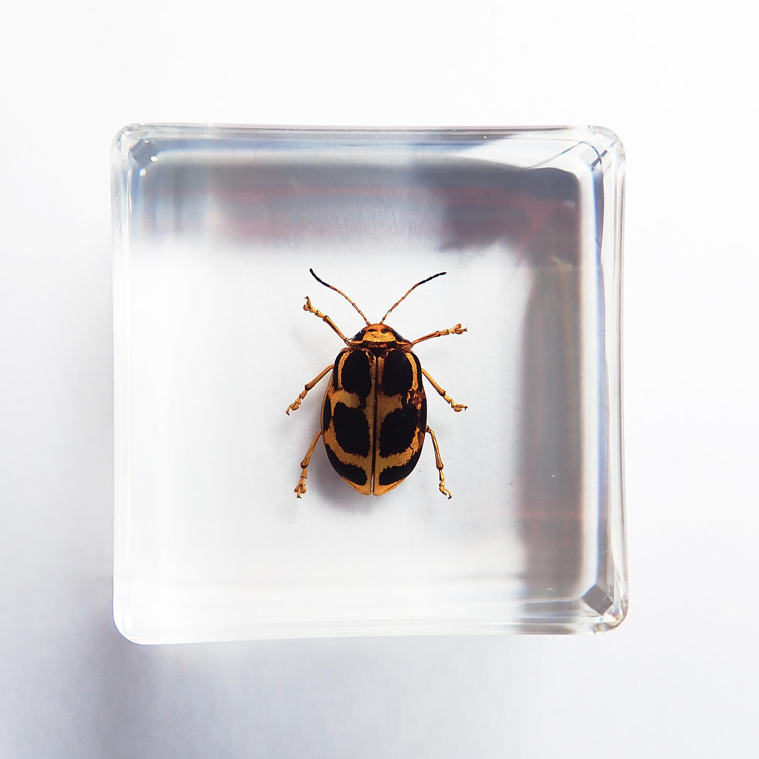 国産青玉虫最高峰】アオタマムシ 昆虫標本 コブハムシ ハムシ