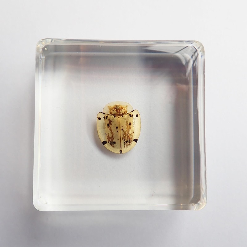 ɸ Tortoise BeetleʥΥϥॷ