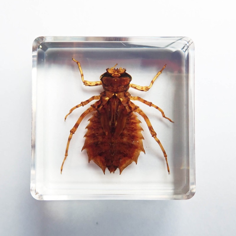 ɸ Nymph of Dragonflyʥ䥴