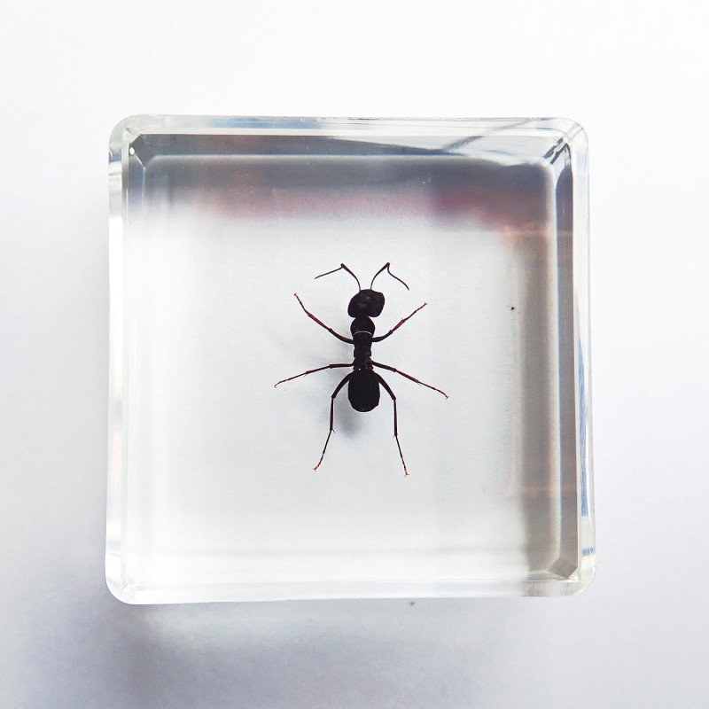 ɸ Polyrhachis divesʥȥ