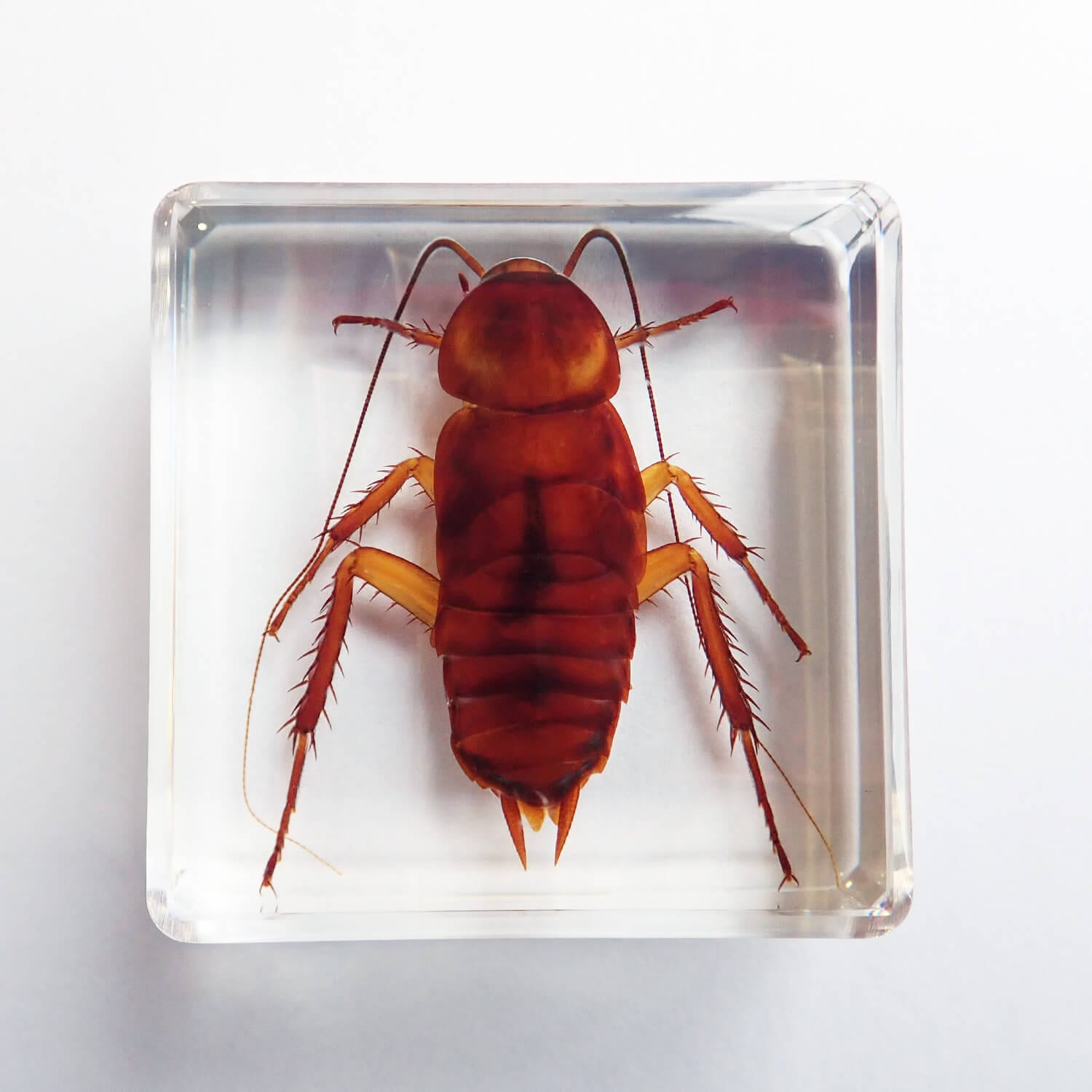 昆虫食 樹脂標本 Nymph of Cockroach（ゴキブリ幼齢） | 昆虫食(標本