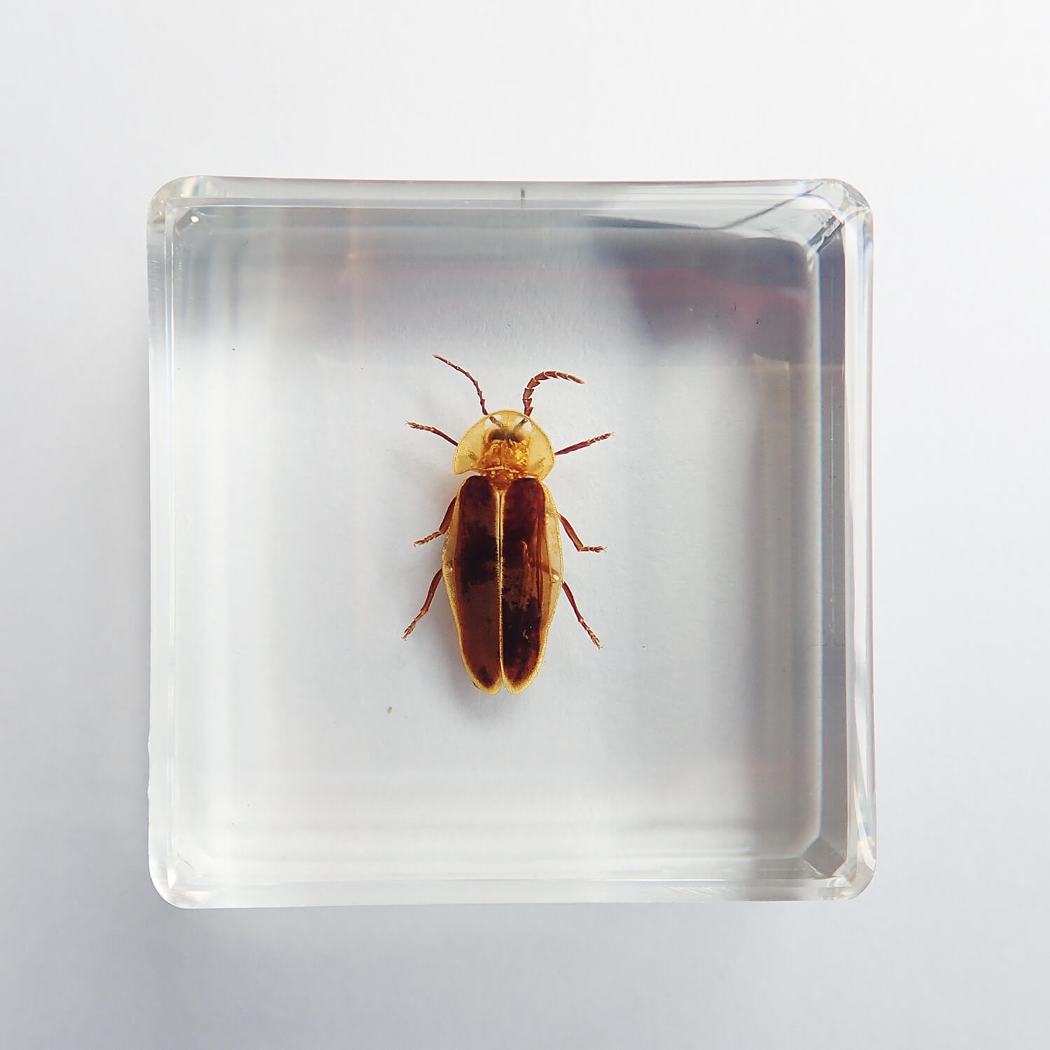 ����ɸ�� Firefly�ʥۥ����