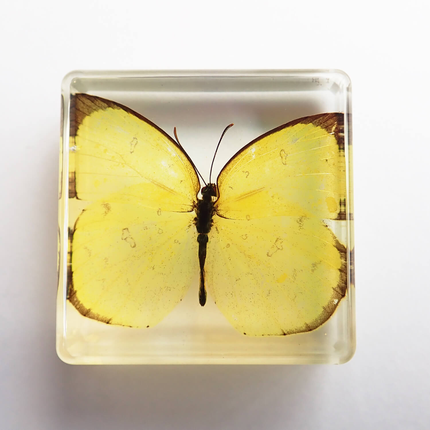 昆虫食 樹脂標本 Eurema blanda（タイワンキチョウ） | 昆虫食(標本)の