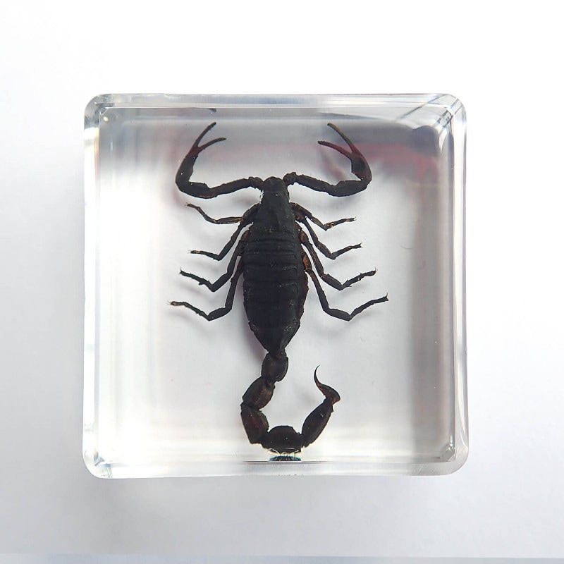 昆虫食 樹脂標本 Black Scorpion（サソリ） | 昆虫食(標本)の