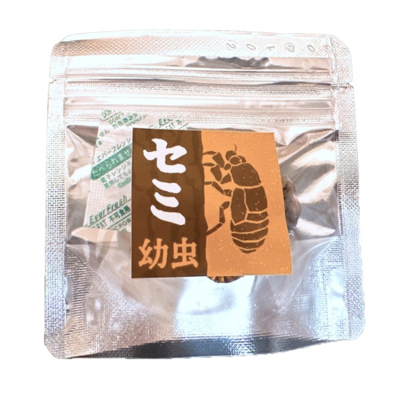 7年の重み(セミ幼虫)