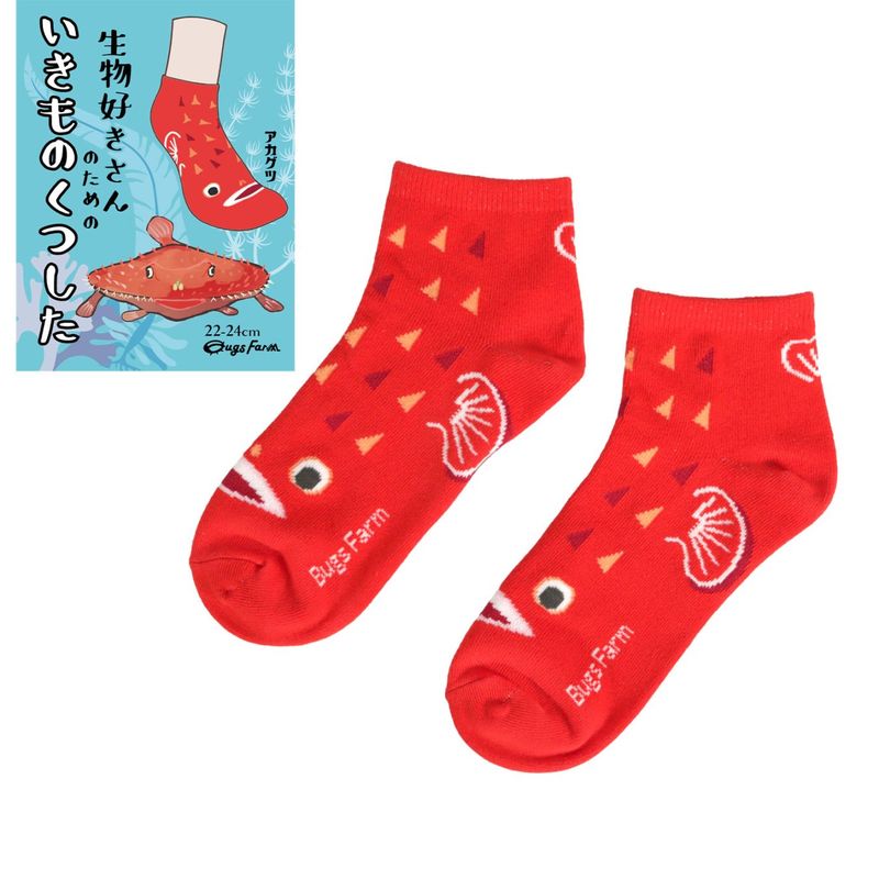 生物好きさんのためのいきものくつした　アカグツ